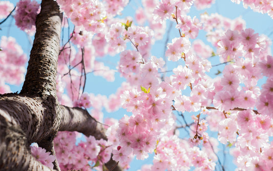 Transition Your Fragrance Wardrobe for Spring: A Guide to Fresh, Uplifting Scents