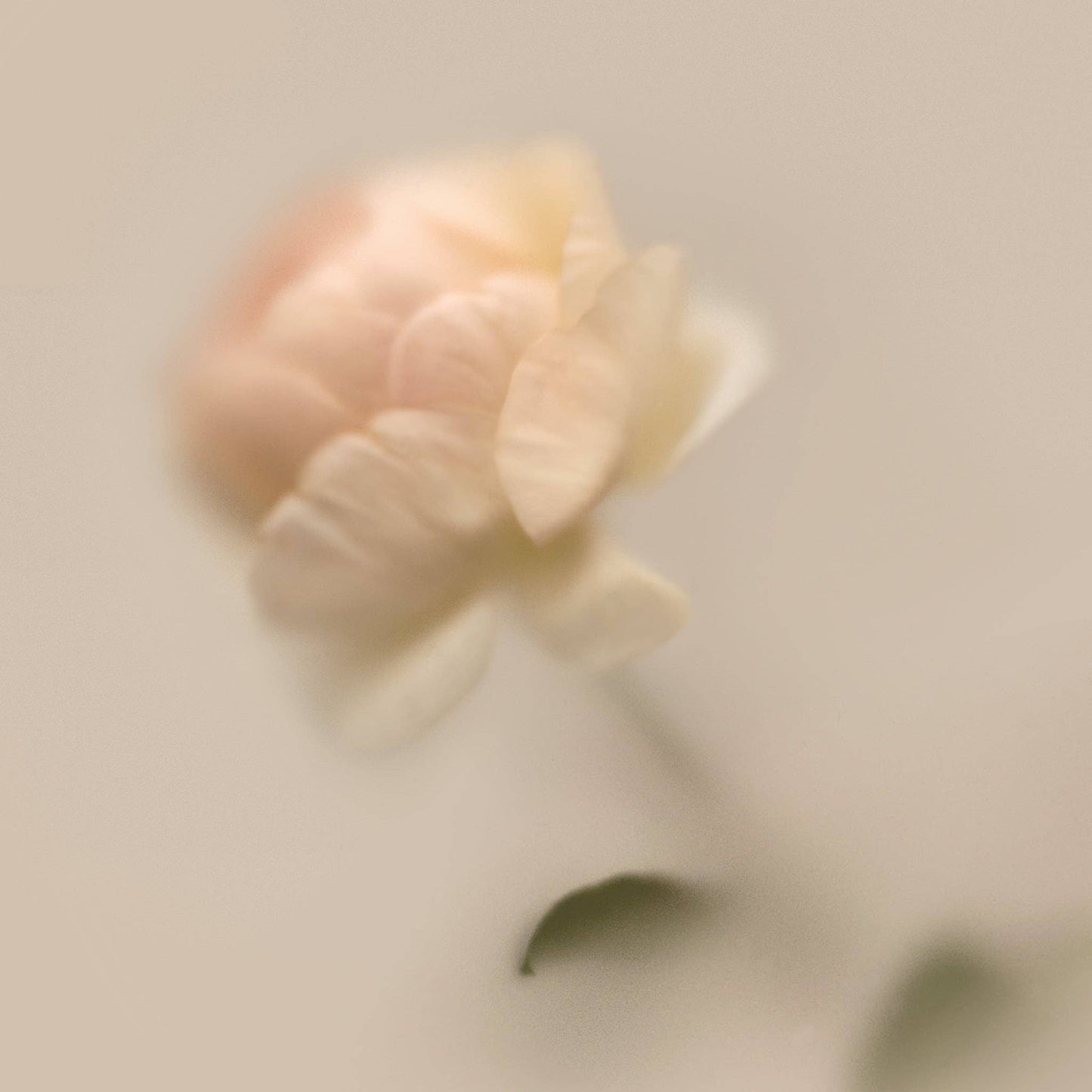 Rose Steady