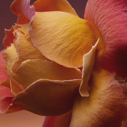 Rose Blaze